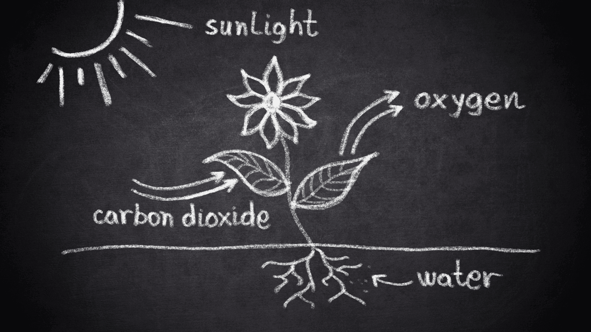 Energy Forms and Uses (Photosynthesis) and Energy Conversion