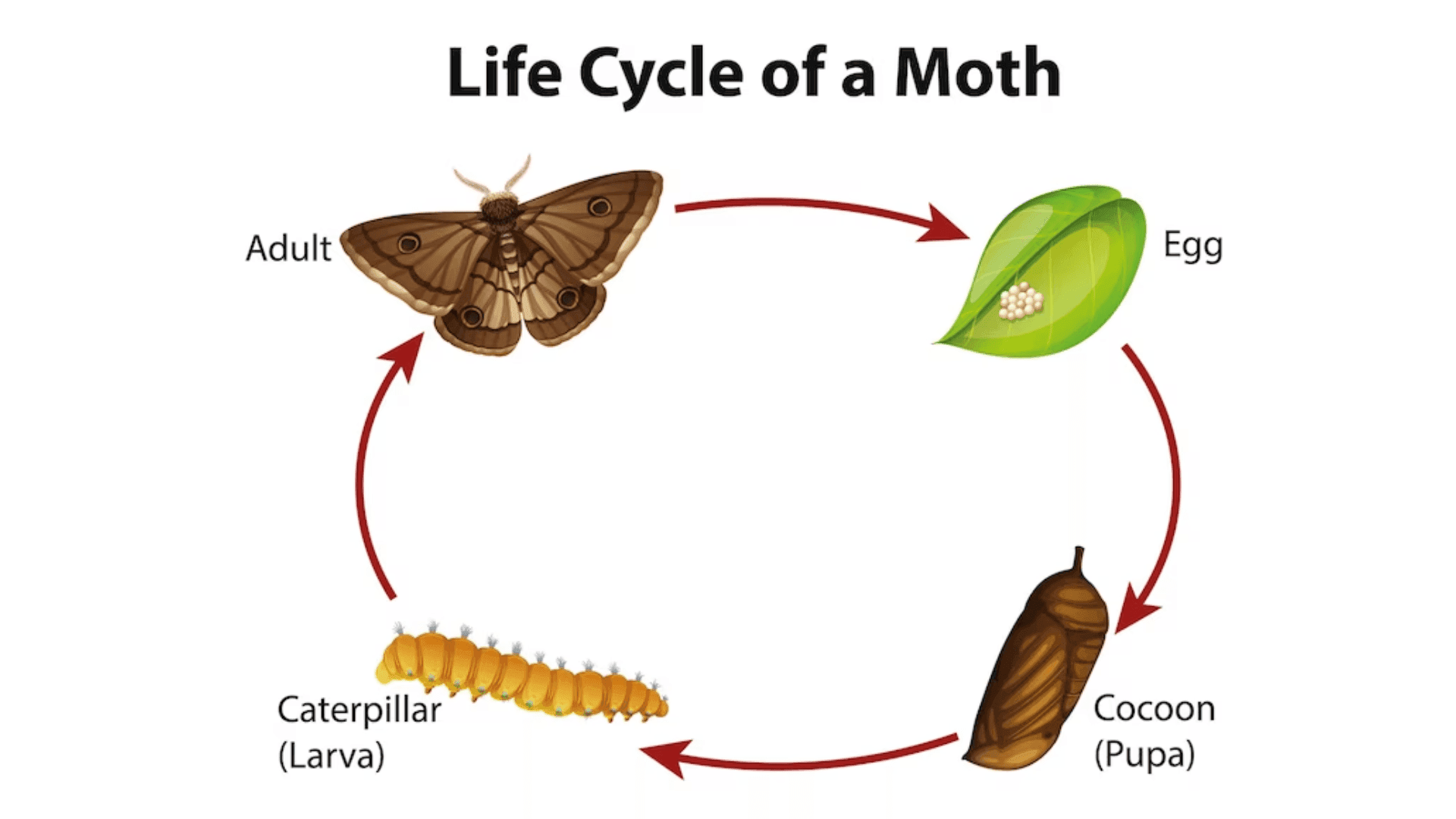 Cycles in Plants and Animals