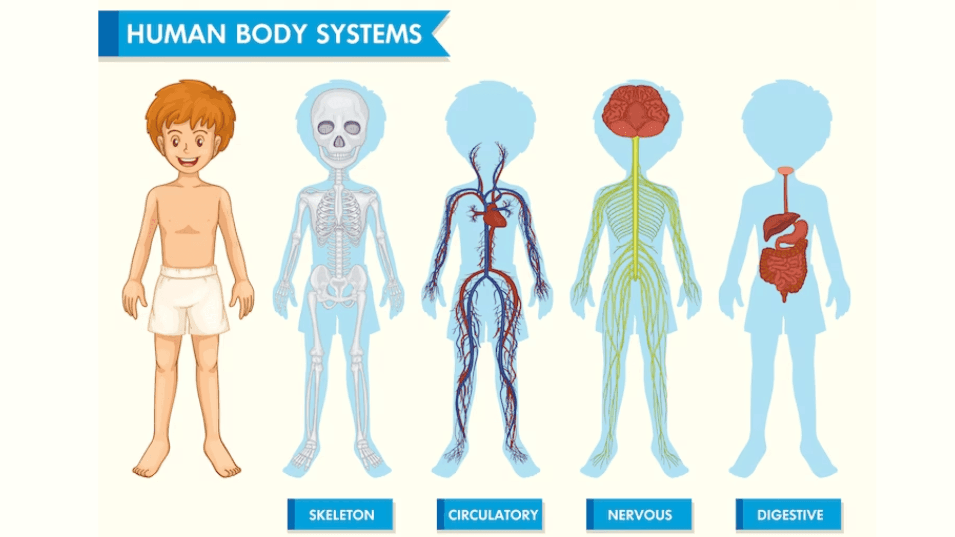 Human systems