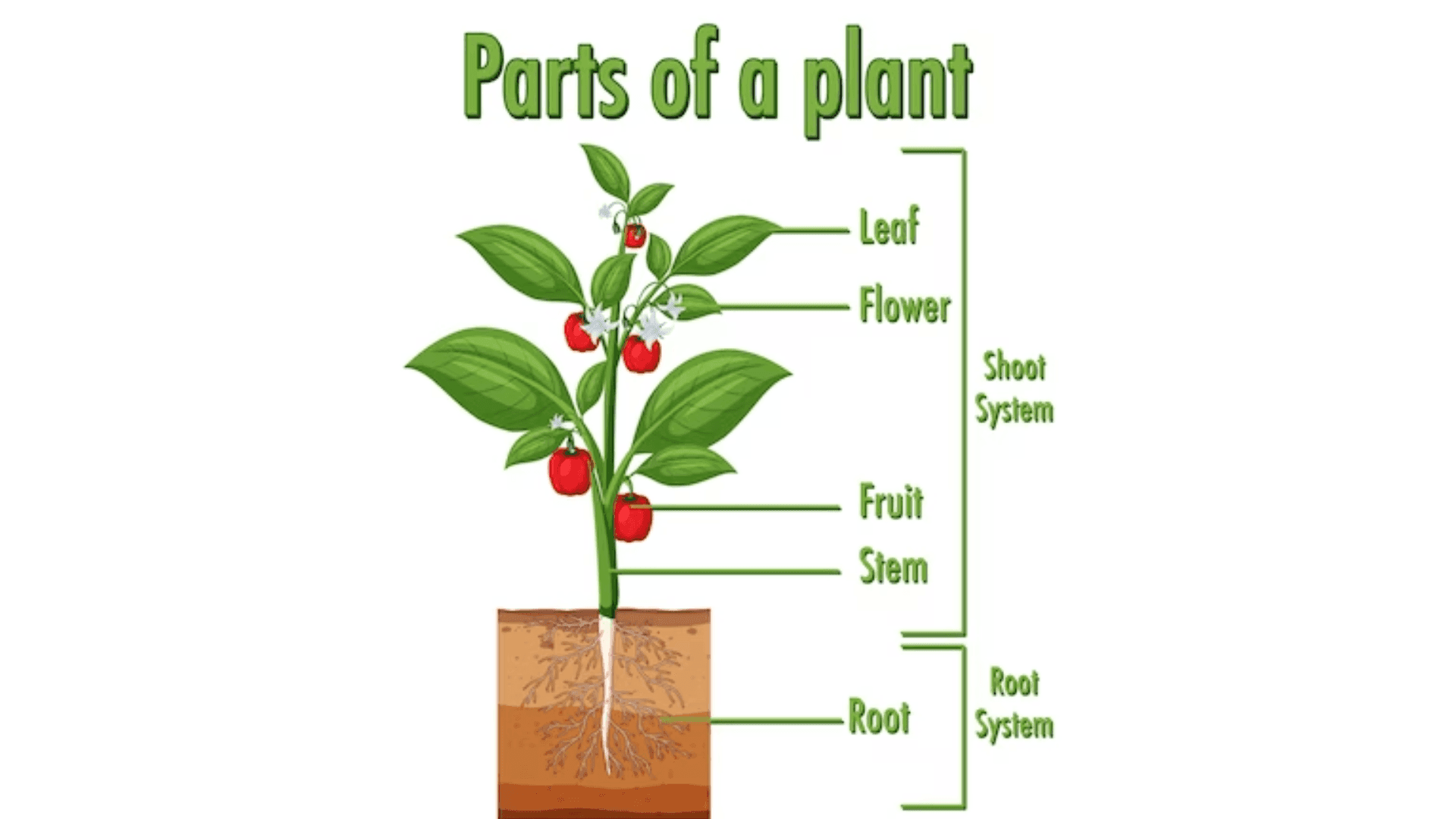 Plant system
